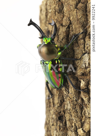 Nujiro stag beetle 9922241