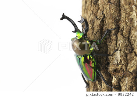 Nujiro stag beetle 9922242