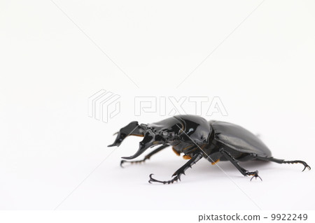 Thalandus Otoya雄鹿甲蟲 Thalandus Otoya雄鹿甲蟲 9922249