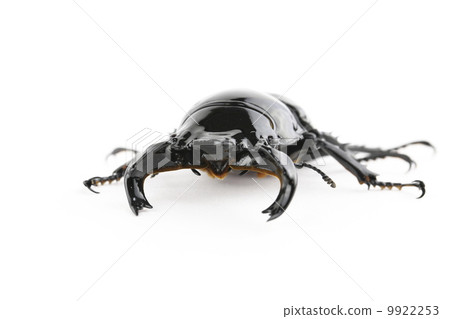 Thalandus Otoya stag beetle Thalandus Otoya stag beetle 9922253
