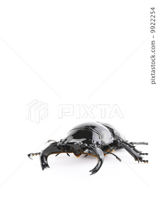 Thalandus Otoya雄鹿甲蟲 9922254