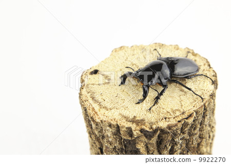 Thalandus Otoya雄鹿甲蟲 Thalandus Otoya雄鹿甲蟲 9922270