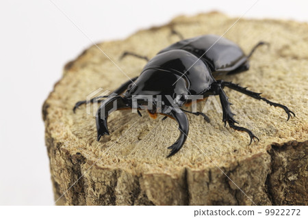 Thalandus Otoya雄鹿甲蟲 9922272