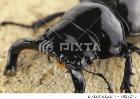 Thalandus Otoya雄鹿甲蟲 Thalandus Otoya雄鹿甲蟲 9922273