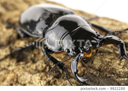 Thalandus Otoya雄鹿甲蟲 9922280