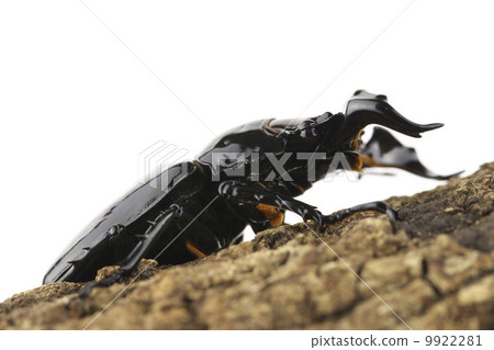 Thalandus Otoya雄鹿甲蟲 9922281