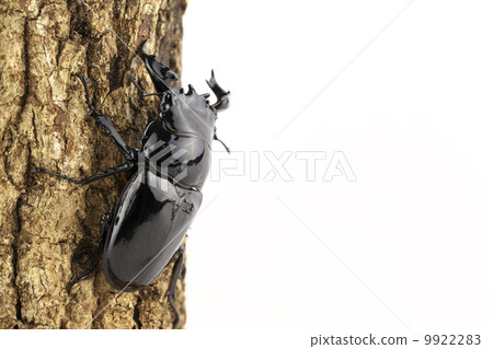 Thalandus Otoya stag beetle 9922283