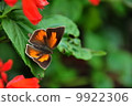 Uragine brevity 9922306