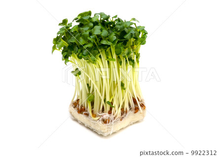 洞穴蘿蔔 -  Raphanus sativus 9922312