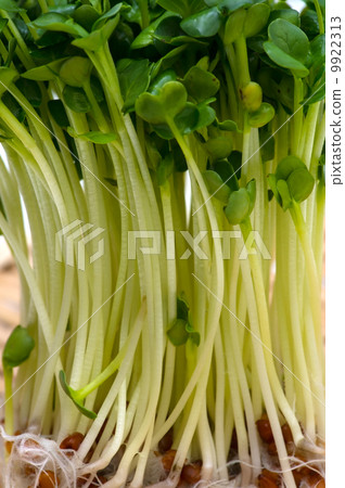 洞穴蘿蔔 -  Raphanus sativus 9922313