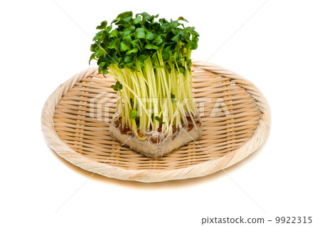 洞穴蘿蔔 -  Raphanus sativus 9922315