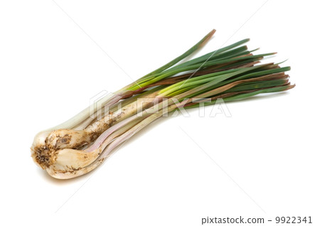 Island island - Allium chinense 9922341