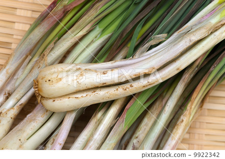 Island island - Allium chinense 9922342