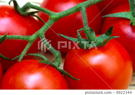 Cherry tomato - Solanum lycopersicum Cherry tomato - Solanum lycopersicum 9922344