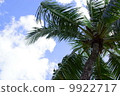 Sky and palm tree 9922717