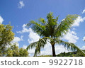 Sky and Palm Tree 2 9922718