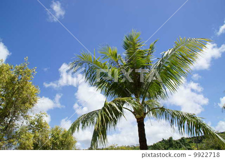 Sky and Palm Tree 2 Sky and Palm Tree 2 9922718