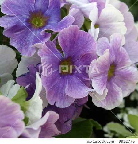 Primula · Obconica 9922776