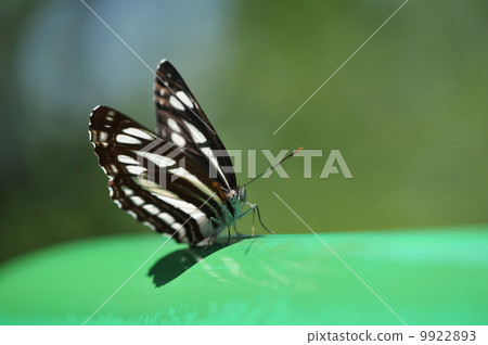 Fresh green Butterflies ~ Commisi ~ Fresh green Butterflies ~ Commisi ~ 9922893