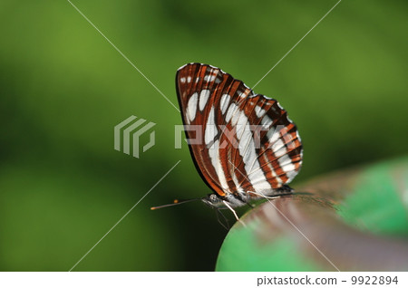 Fresh green Butterflies ~ Commisi ~ 9922894