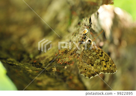 Fresh green Butterflies ~ Sat beetle raccoon ~ 9922895