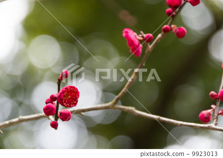 Scarlet plum 9923013