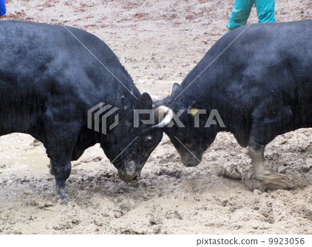 Echigo Yamakoshi，在雨中鬥牛 9923056