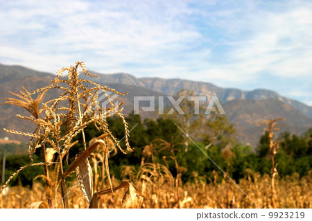 Harvest Time Harvest Time 9923219