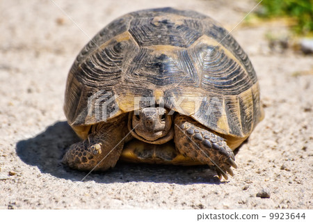 Turttle walking on the road Turttle walking on the road 9923644