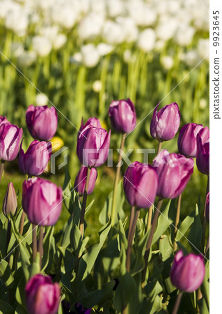 Tulips of Istanbul Tulips of Istanbul 9923645