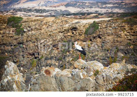 Stork on a Cliff at Western Coast of Portugal Stork on a Cliff at Western Coast of Portugal 9923715