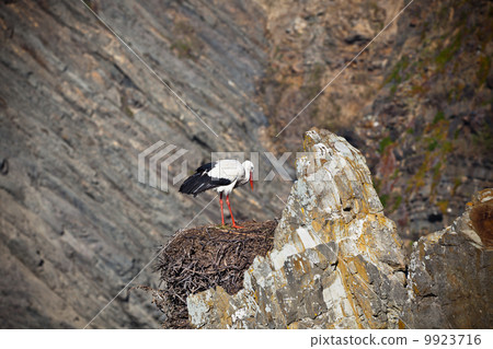 Stork on a Cliff at Western Coast of Portugal Stork on a Cliff at Western Coast of Portugal 9923716