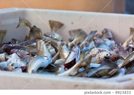 Fresh Fish in Shipping Container Fresh Fish in Shipping Container 9923833