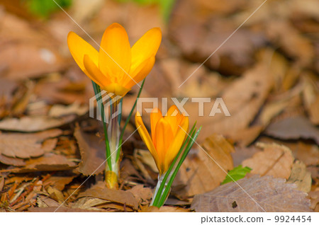 Crocus Crocus 9924454