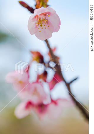 Cherry Blossoms Cherry Blossoms 9924455