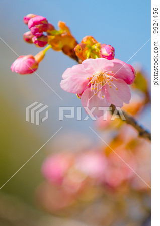 Cherry Blossoms Cherry Blossoms 9924456