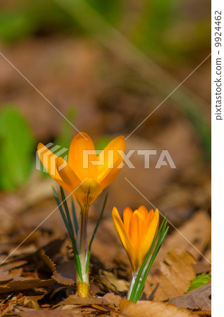Crocus 9924462