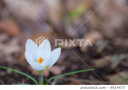 Crocus Crocus 9924473