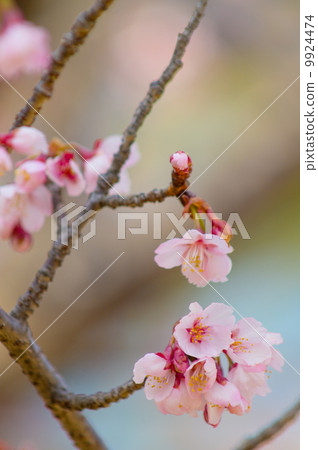 Cherry Blossoms Cherry Blossoms 9924474