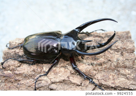 Caucasian monkey 9924555