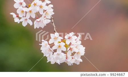 Sakura 16: 9 9924667