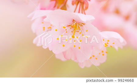 Sakura 16: 9 9924668