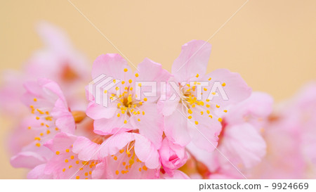 Sakura 16: 9 9924669