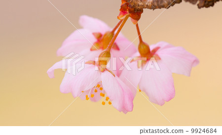 Sakura 16: 9 9924684