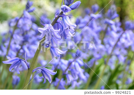 Schiller競選活動(貝爾海豚) Schiller競選活動(貝爾海豚) 9924821