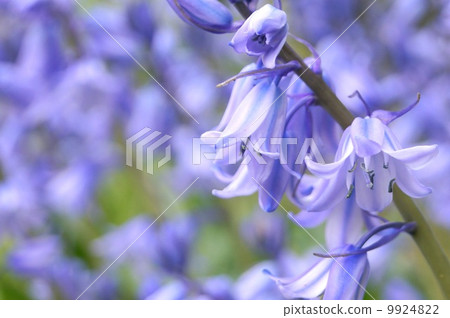 Schiller競選活動（貝爾海豚） 9924822