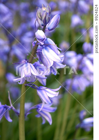 Schiller競選活動(貝爾海豚) Schiller競選活動(貝爾海豚) 9924824
