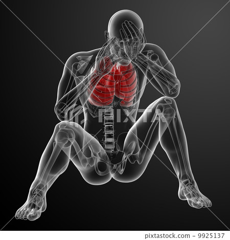 3D medical illustration - lungs front view 3D medical illustration - lungs front view 9925137