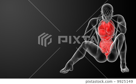 Human digestive system and human Respiratory system - front view Human digestive system and human Respiratory system - front view 9925149