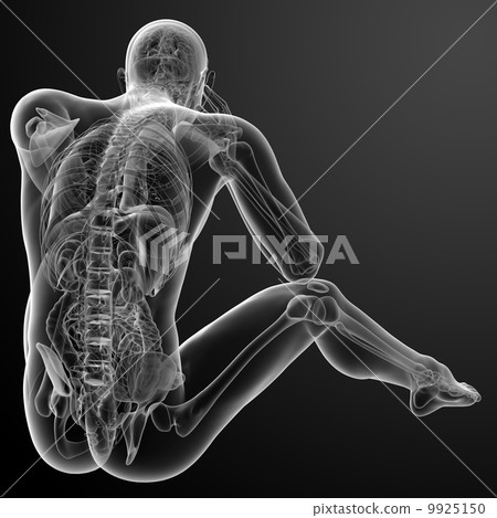 3d render Human antomy - back view 9925150